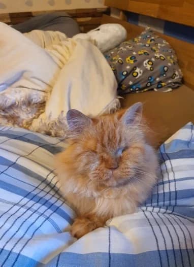 MOSCHI, orange female young Persian for adoption at Tierheim Krems, Krems an der Donau