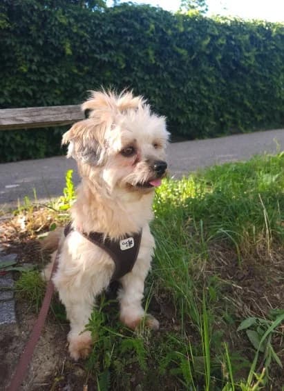 CARTER, male young Maltese for adoption at Tierheim Krems, Krems an der Donau