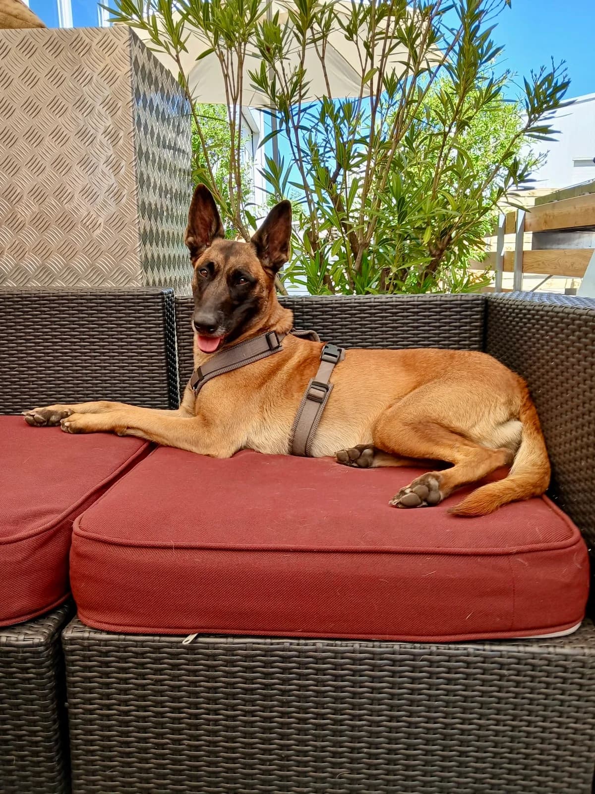 KIRA, female 3yo mixed breed for adoption at Tierheim Krems, Krems an der Donau
