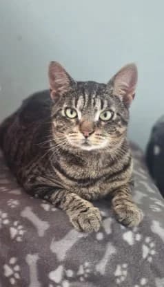 STEVE, getigert male 3yo mixed breed for adoption at Tierheim Krems, Krems an der Donau