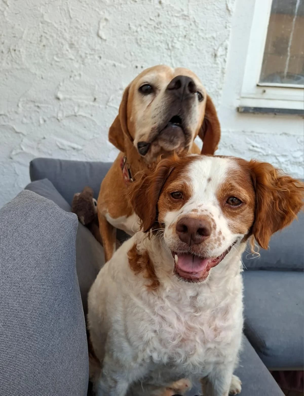 SYRA &, female 5yo mixed breed for adoption at Tierheim Krems, Krems an der Donau