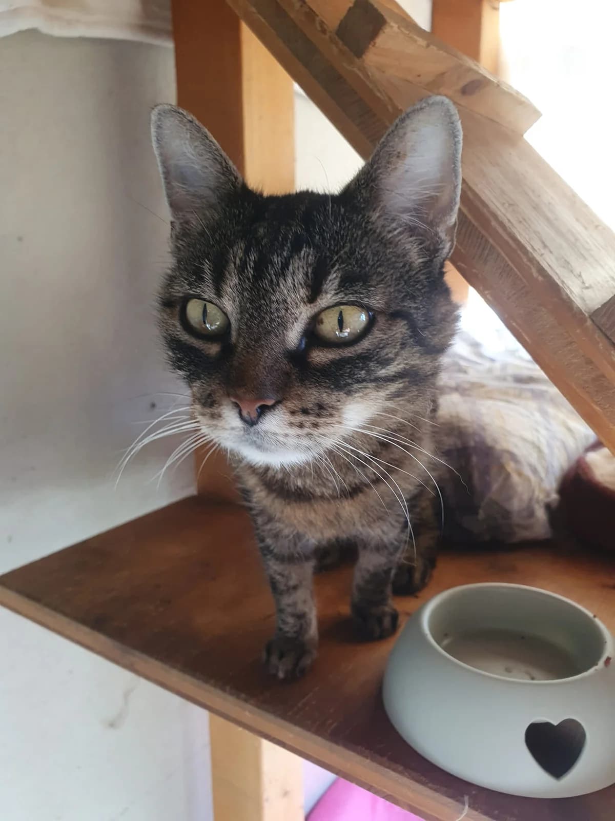 MARY, getigert female senior mixed breed for adoption at Tierheim Krems, Krems an der Donau
