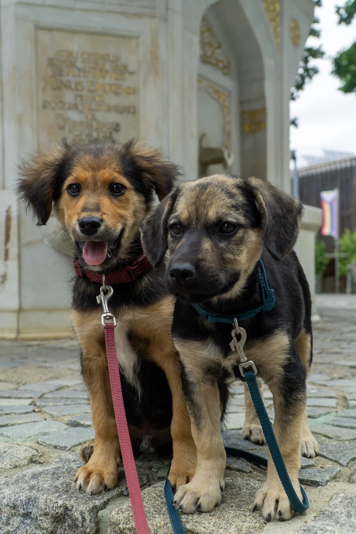 DORIE &, female puppy Mixed Breed for adoption at Tierheim Krems, Krems an der Donau