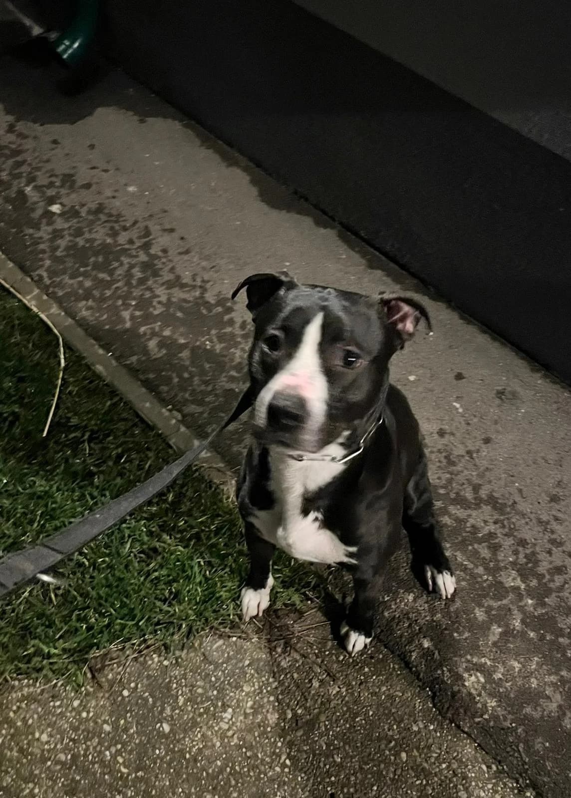 ZEUS, male 5yo American Staffordshire Terrier for adoption at Tierheim Krems, Krems an der Donau