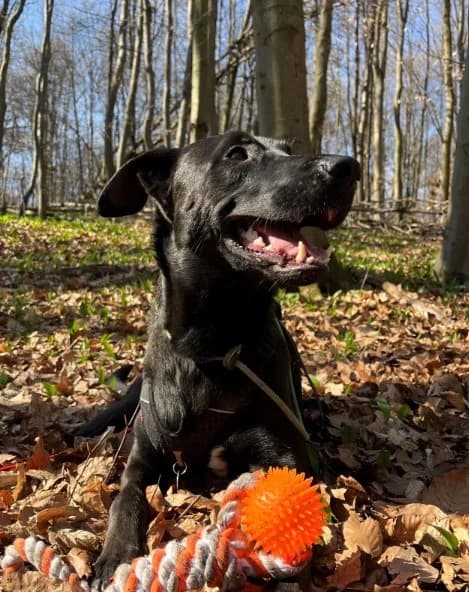NIKO, male young Belgian Malinois for adoption at Tierheim Krems, Krems an der Donau