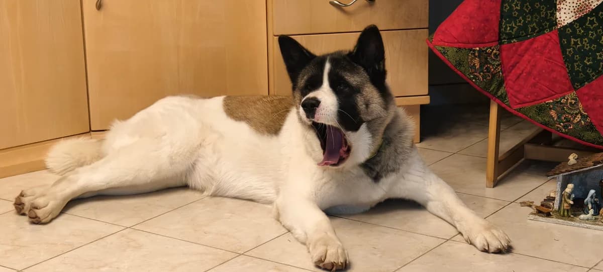 IVORY, female 3yo Akita for adoption at Tierheim Krems, Krems an der Donau