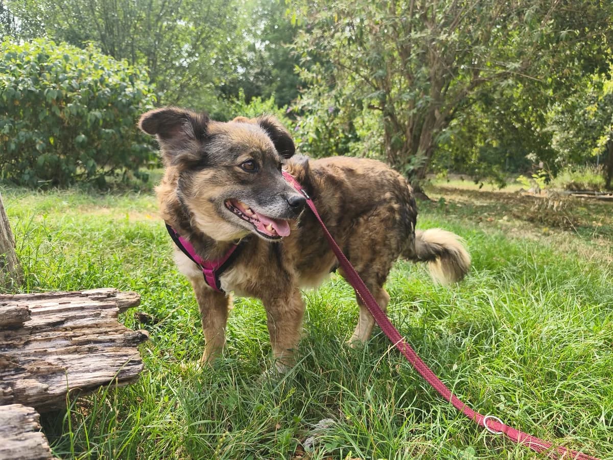 TARA, female 6yo Mixed Breed for adoption at Tierheim Krems, Krems an der Donau