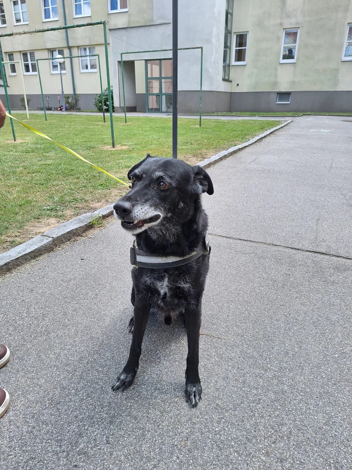 ROSSI, male Mixed Breed for adoption at Tierheim Krems, Krems an der Donau