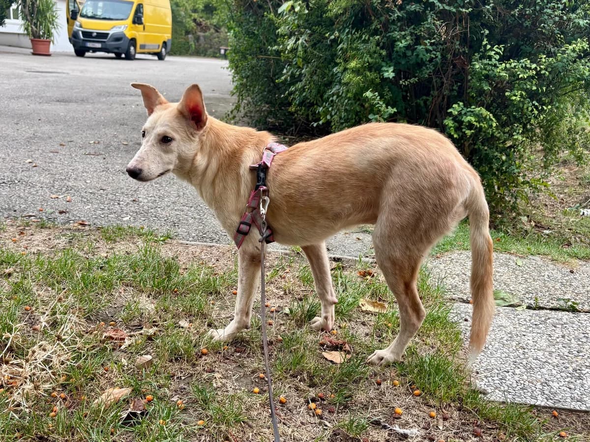 SOLI, female young Mixed Breed for adoption at Tierheim Krems, Krems an der Donau