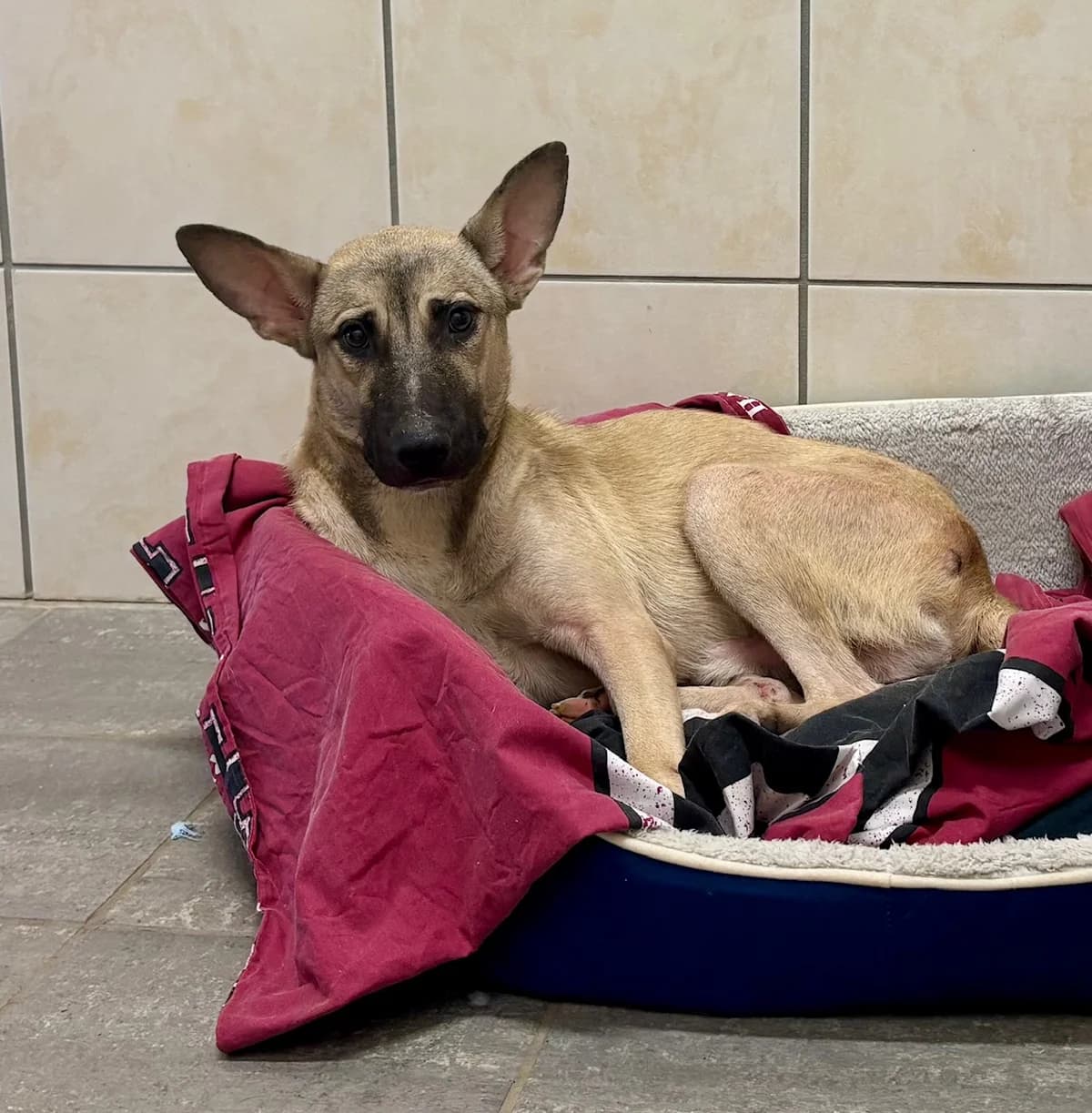 LILO, male young Mixed Breed for adoption at Tierheim Krems, Krems an der Donau