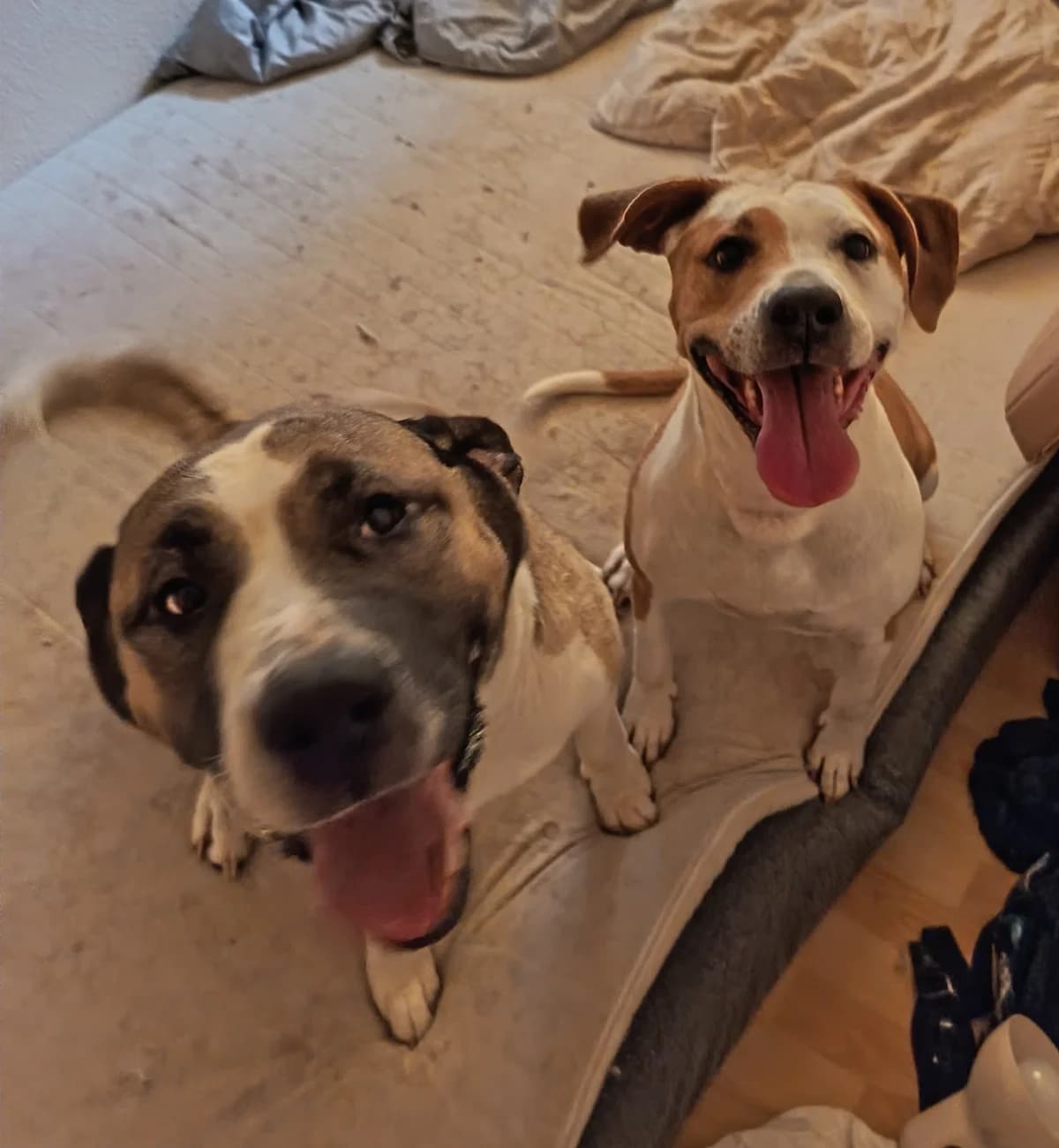 LISA & FLOCKE, female senior Mixed Breed for adoption at Tierheim Krems, Krems an der Donau