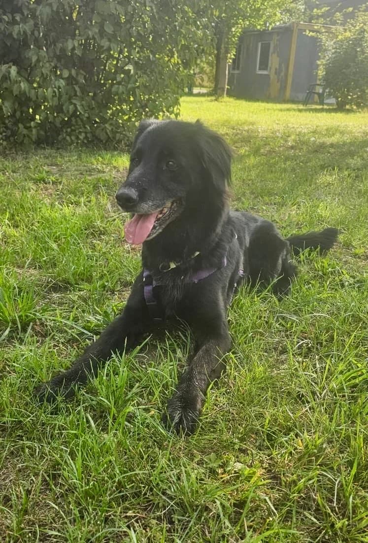 MARA, female 4yo Mixed Breed for adoption at Tierheim Krems, Krems an der Donau