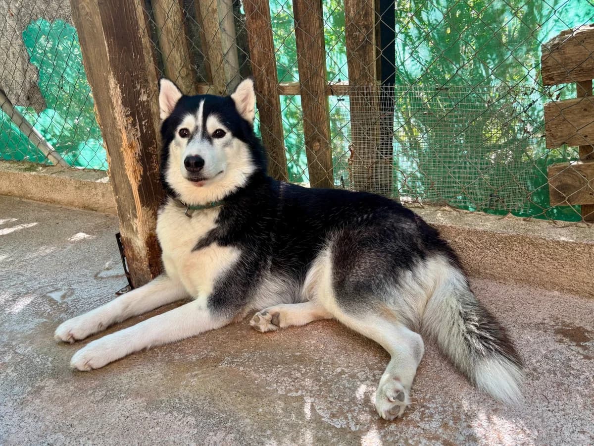 AKIRA, female 4yo Husky for adoption at Tierheim Krems, Krems an der Donau