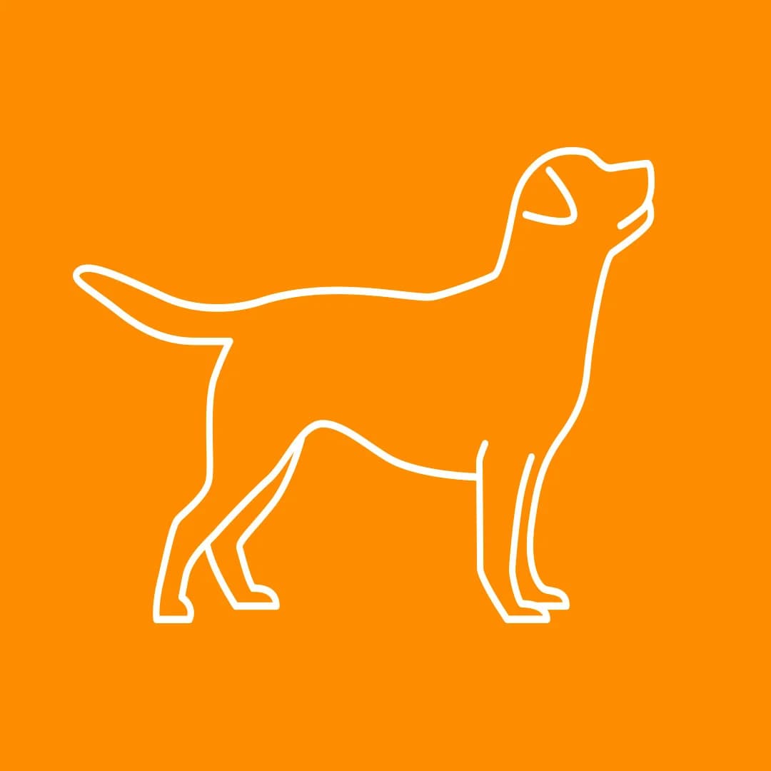 DAGOBERT, male senior mixed breed for adoption at Tierheim Krems, Krems an der Donau