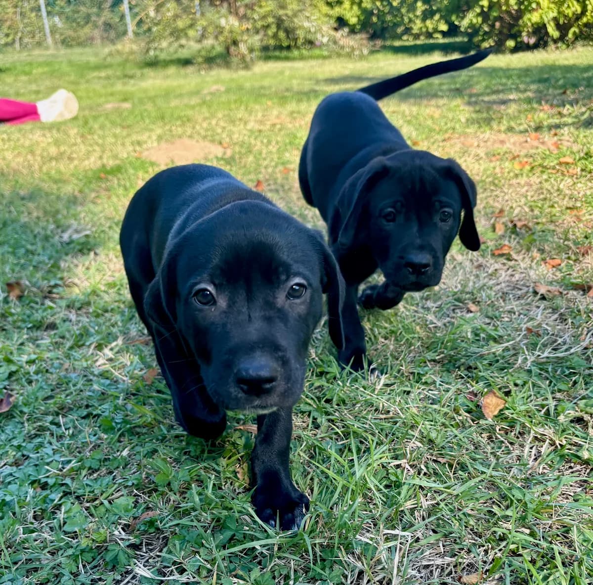LABRADORWELPEN MYLO & NALA – in Vermittlung, female puppy Labrador Retriever for adoption at Tierheim Krems, Krems an der Donau