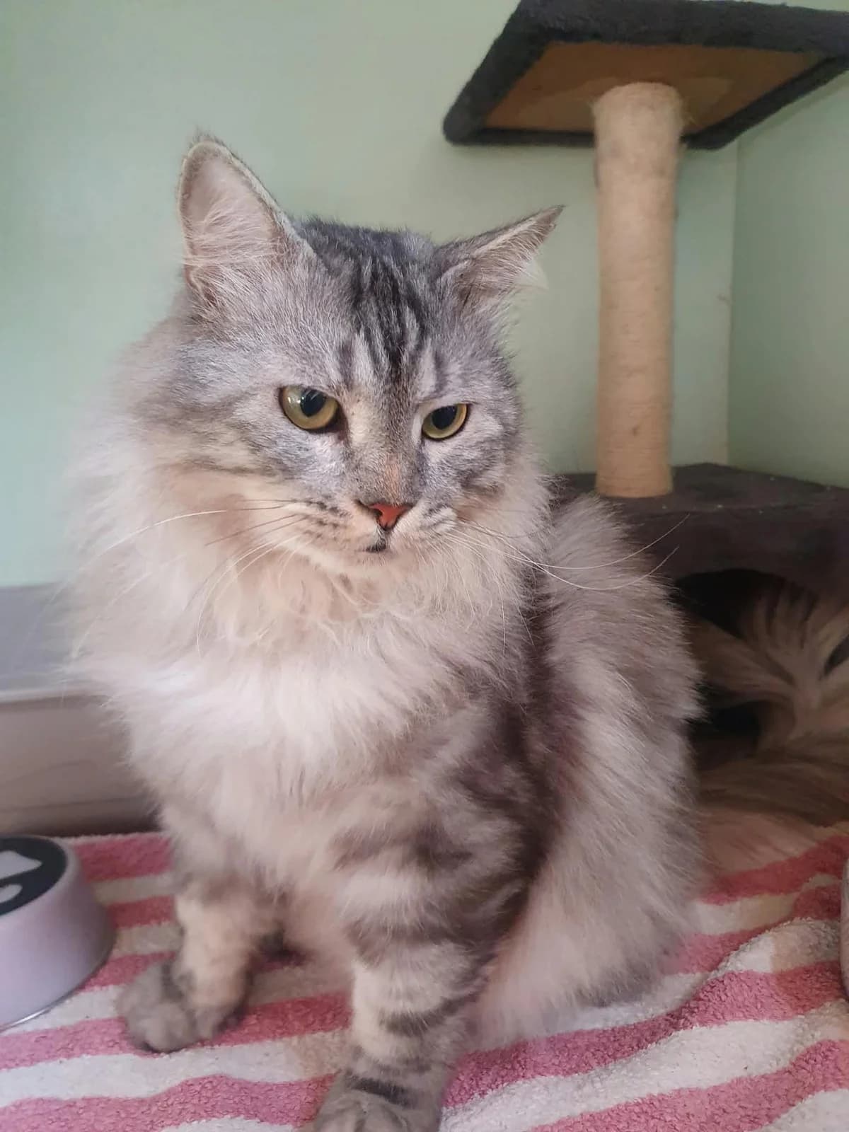 ARISTO, hellgrau getigert male young Persian for adoption at Tierheim Krems, Krems an der Donau
