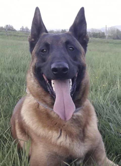 AKIM, German Shepherd for adoption at Tierheim Krems, Krems an der Donau