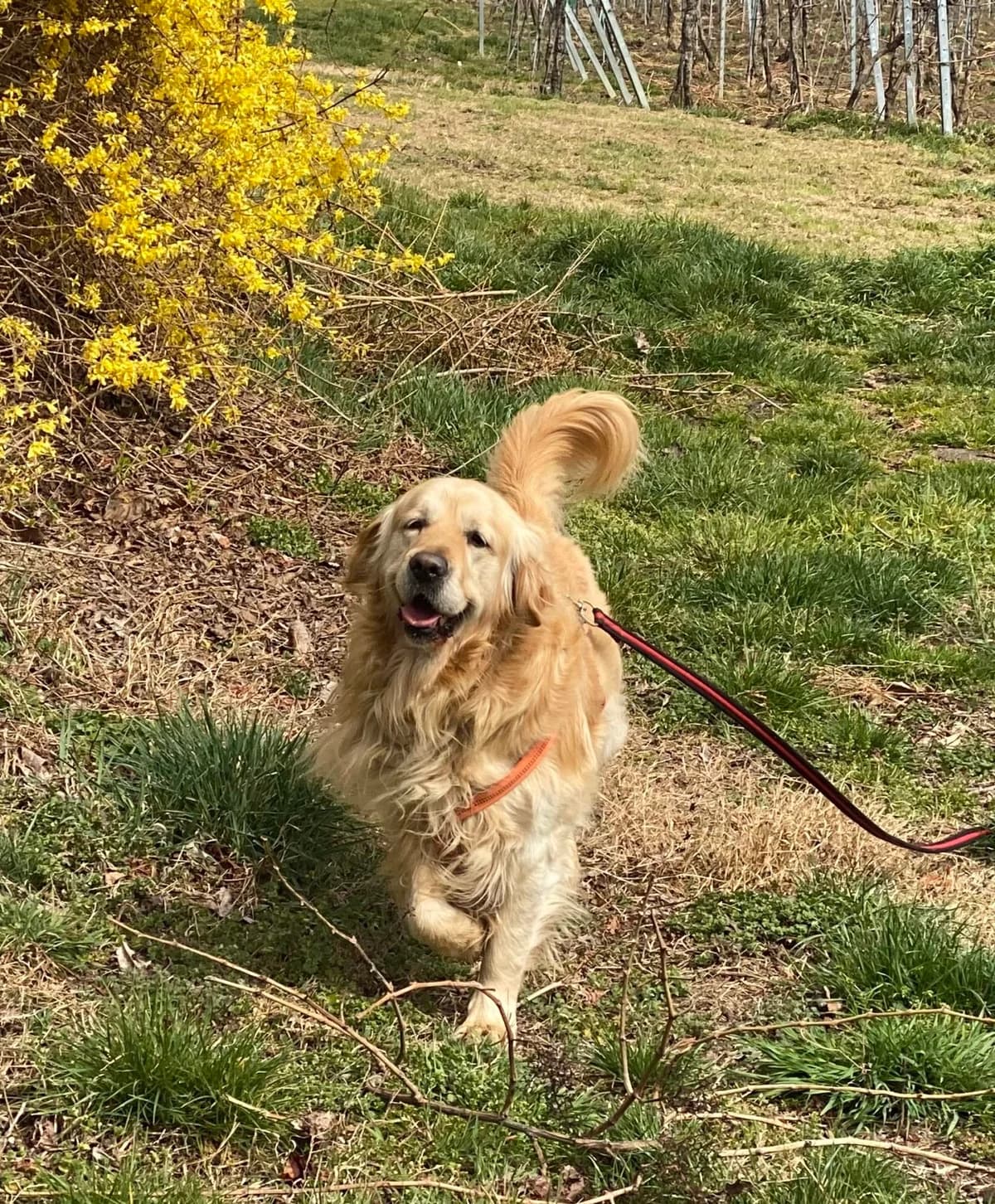 TIMMY, golden male senior Golden Retriever for adoption at Tierheim Krems, Krems an der Donau
