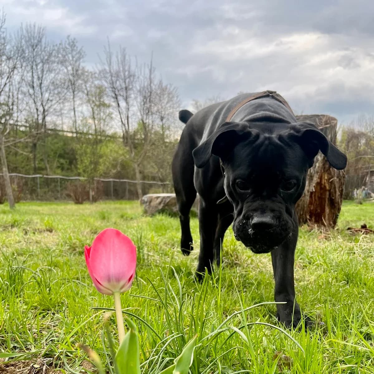 JOHNNY, 5yo Cane Corso for adoption at Tierheim Krems, Krems an der Donau