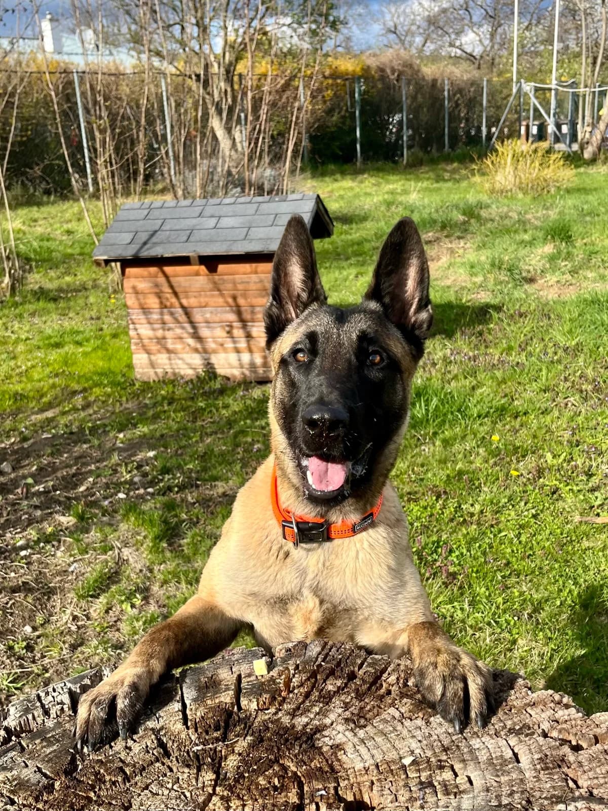 IVO, 4yo German Shepherd for adoption at Tierheim Krems, Krems an der Donau