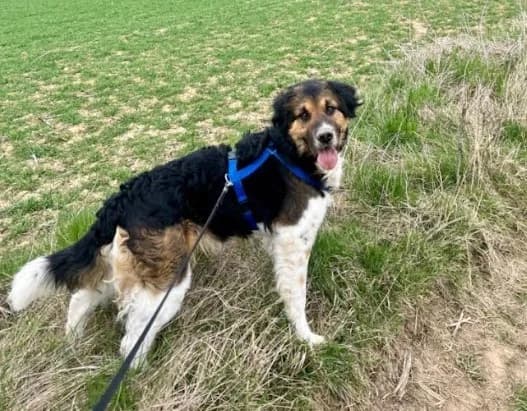 BENNI, male 7yo Border Collie for adoption at Tierheim Krems, Krems an der Donau