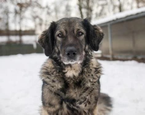 Nala, female senior mixed breed for adoption at Tierheim Linz, Linz