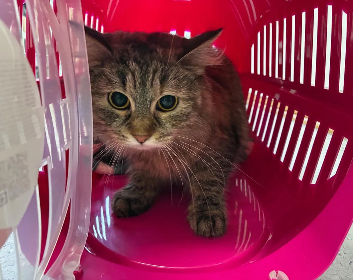 Mathilda, female young mixed breed for adoption at Tierheim Linz, Linz