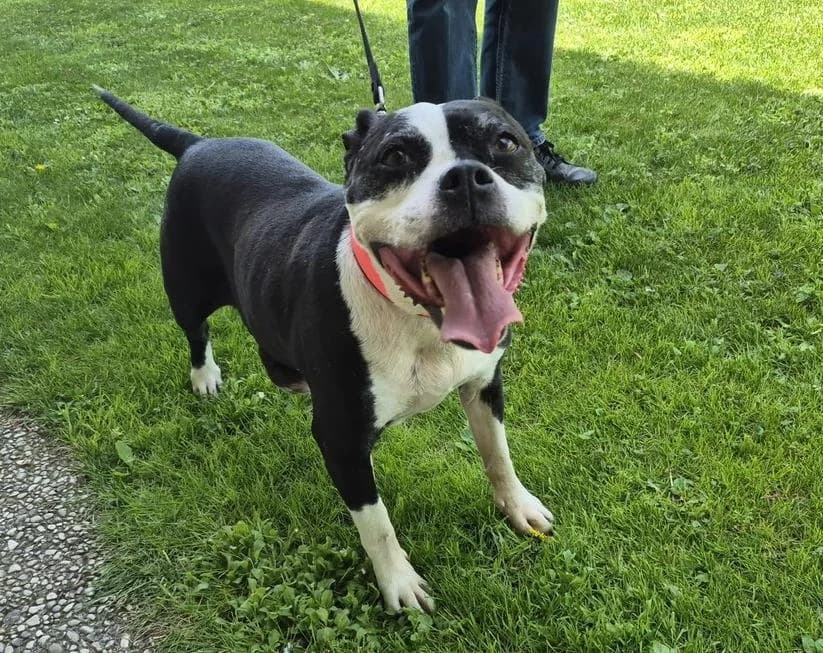Mia, female senior Mixed Breed for adoption at Tierheim Linz, Linz