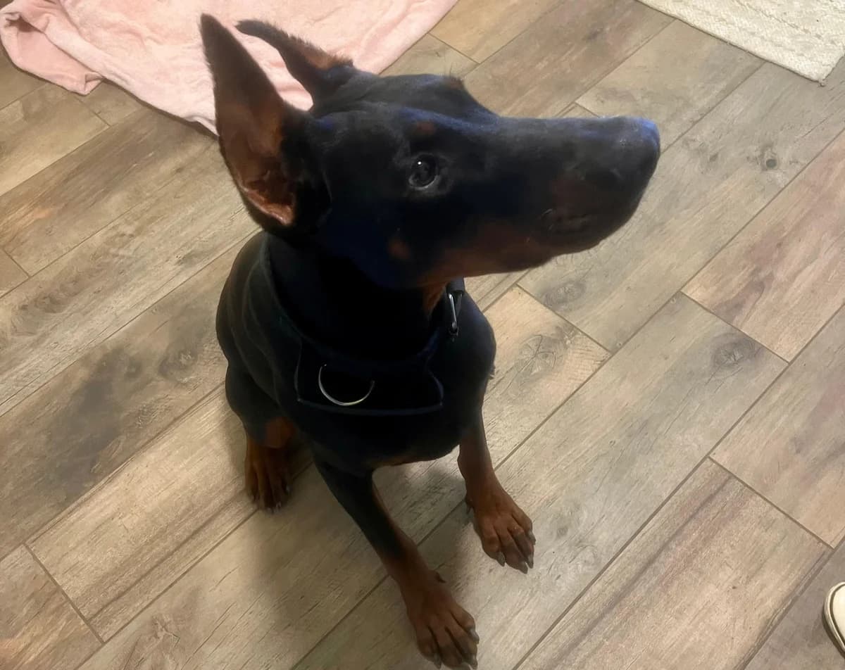 Rocky, male young Doberman for adoption at Tierheim Linz, Linz