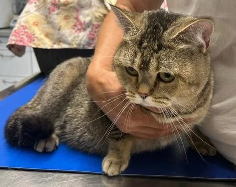 Elsa, female young British Shorthair for adoption at Tierheim Linz, Linz