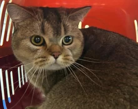 Nela, female puppy British Shorthair for adoption at Tierheim Linz, Linz