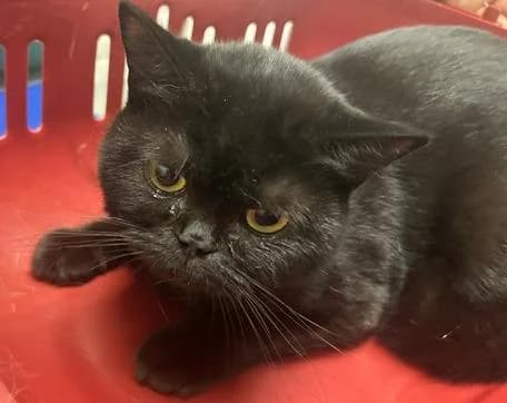 Jane, female puppy British Shorthair for adoption at Tierheim Linz, Linz