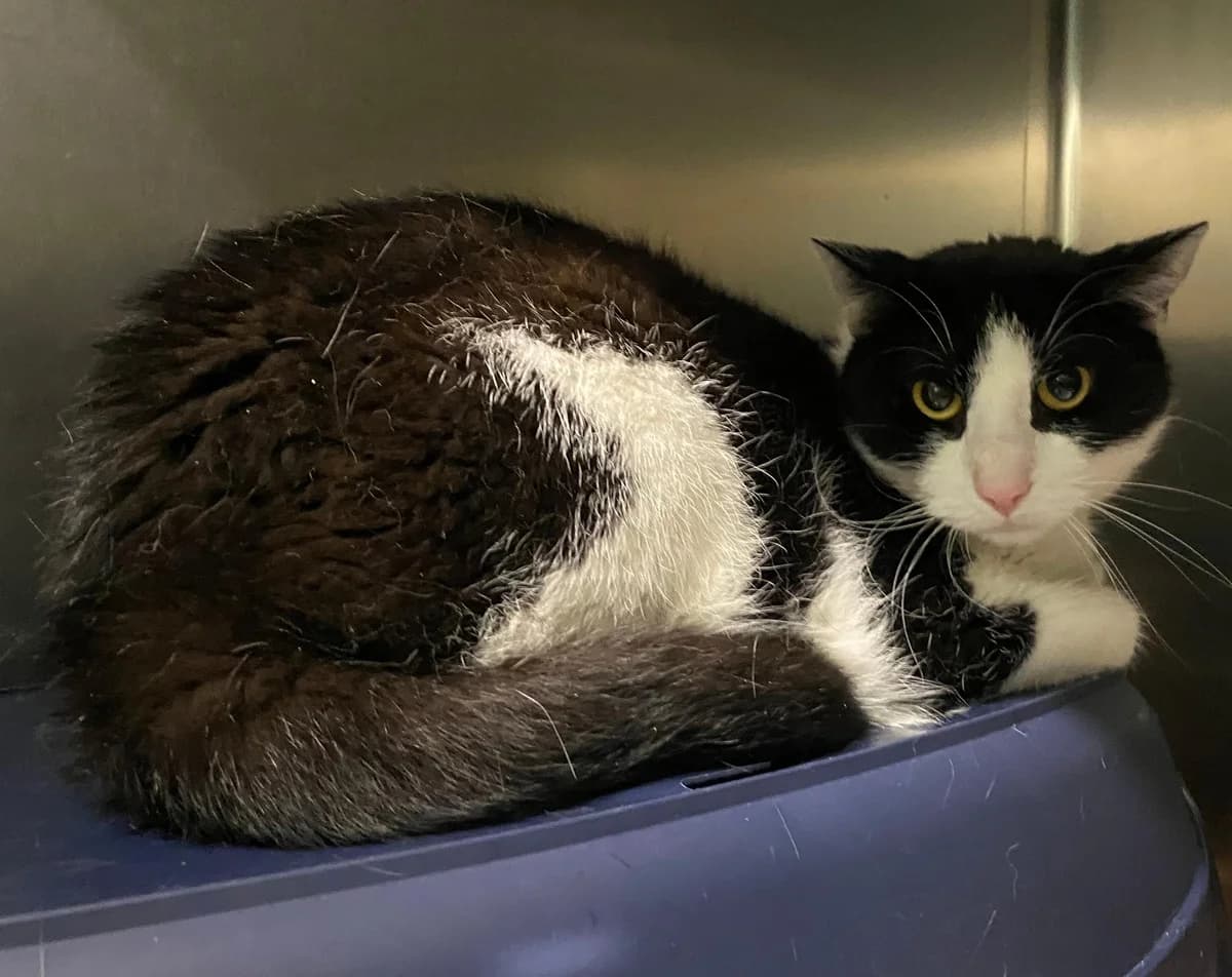Corvo, male 4yo mixed breed for adoption at Tierheim Linz, Linz