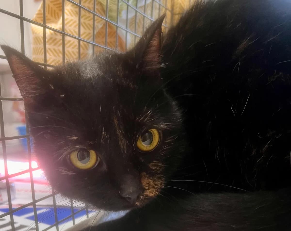 Letizia, female 6yo mixed breed for adoption at Tierheim Linz, Linz