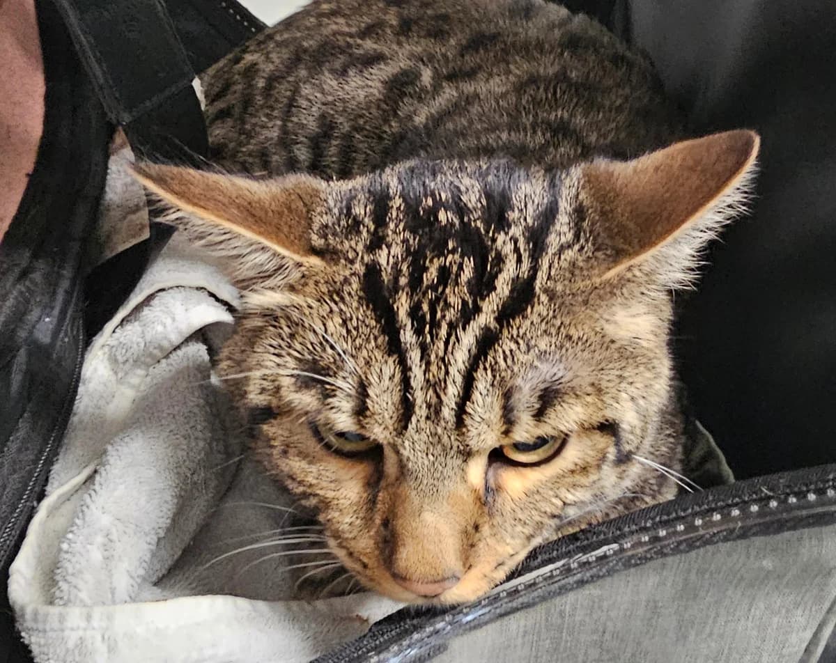 Switch, male young Bengal for adoption at Tierheim Linz, Linz