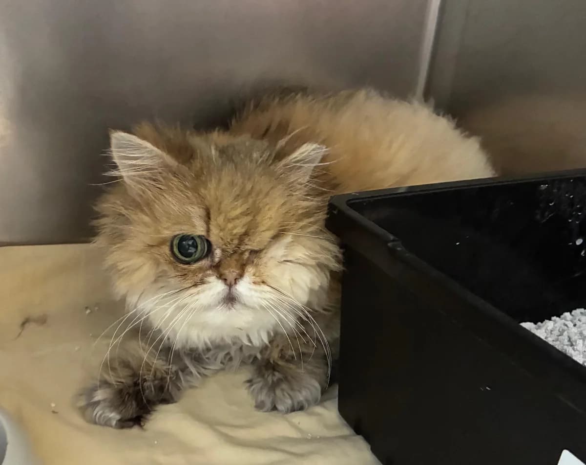 Jessy, female senior Persian for adoption at Tierheim Linz, Linz