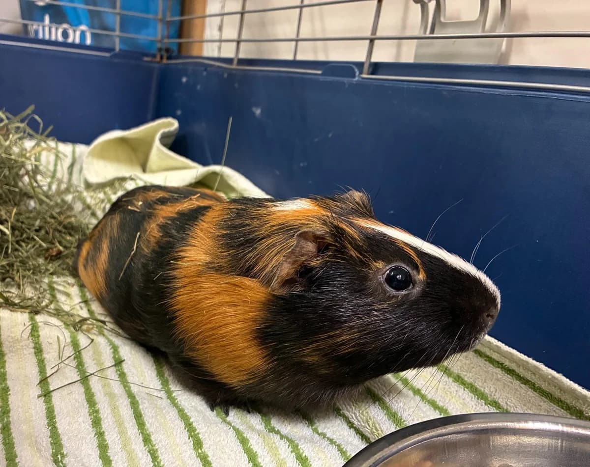 Streifi, male 3yo mixed breed for adoption at Tierheim Linz, Linz
