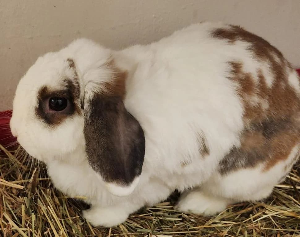Harley, male 5yo mixed breed for adoption at Tierheim Linz, Linz