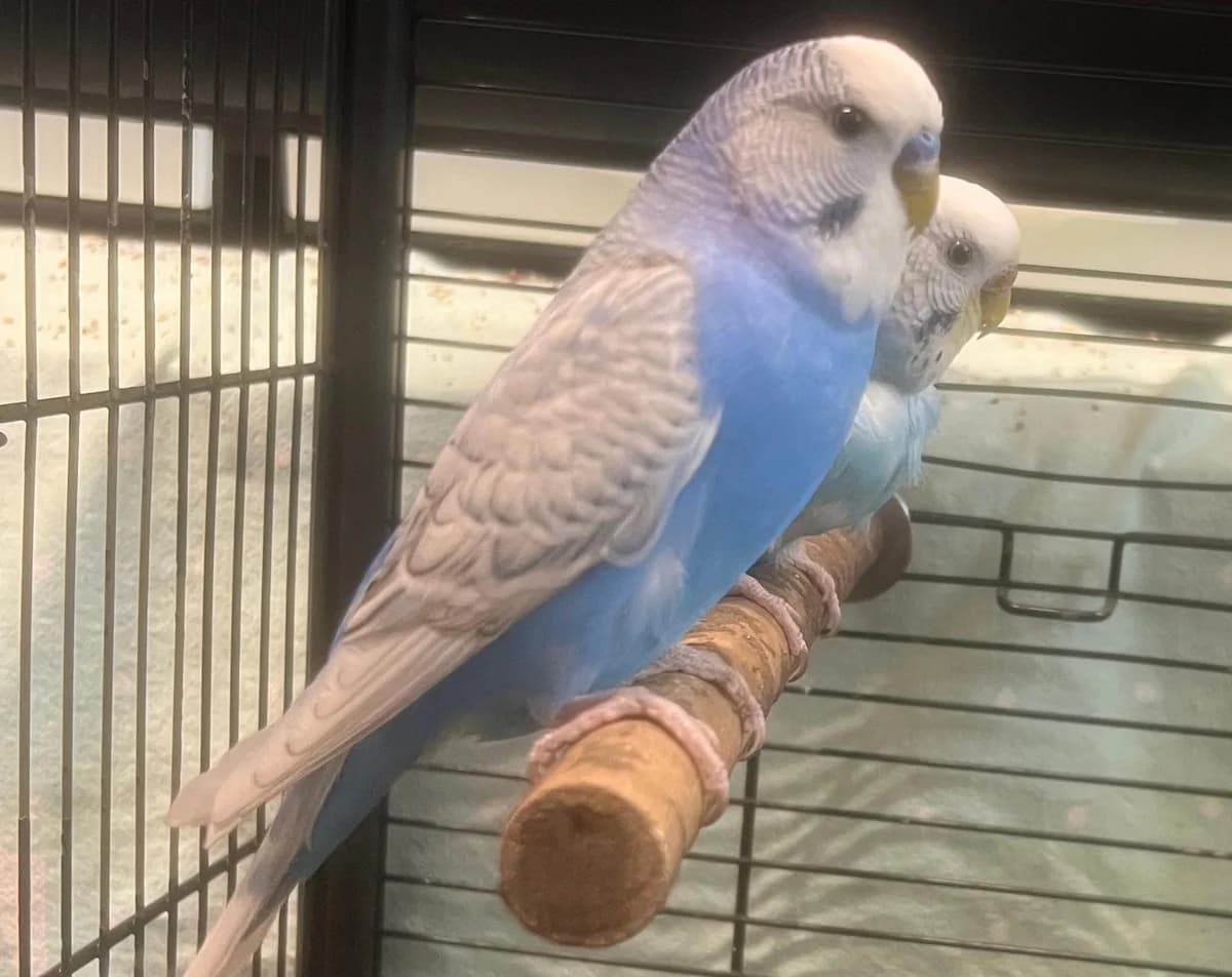 Blue, male young mixed breed for adoption at Tierheim Linz, Linz