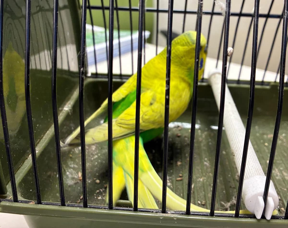 Pedro, male young mixed breed for adoption at Tierheim Linz, Linz
