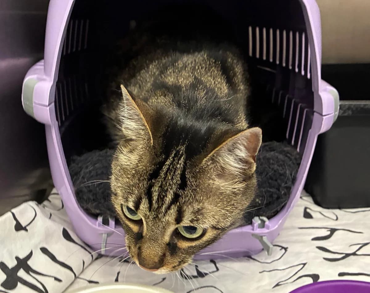 Luna, female 6yo mixed breed for adoption at Tierheim Linz, Linz