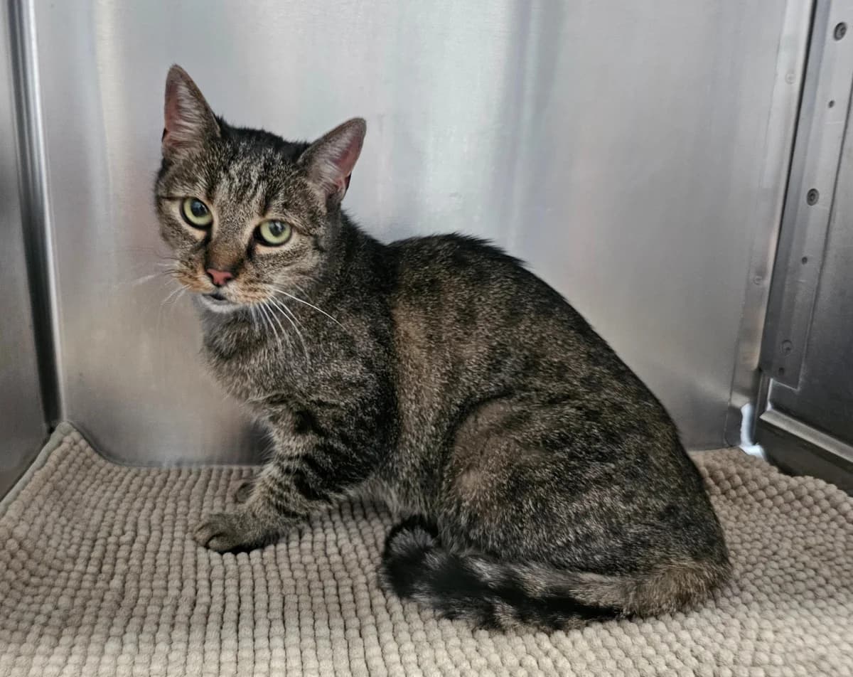 Ottilie, female senior mixed breed for adoption at Tierheim Linz, Linz