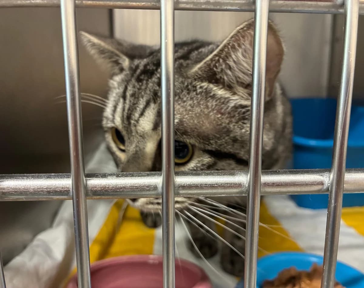 Stanley, male young British Shorthair for adoption at Tierheim Linz, Linz