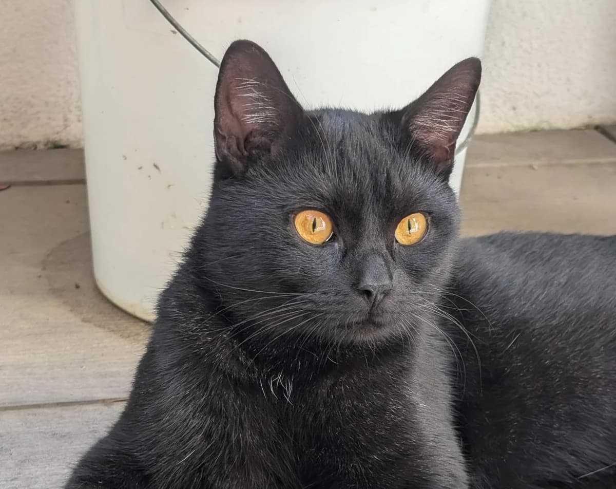 Rufus, male young British Shorthair for adoption at Tierheim Linz, Linz