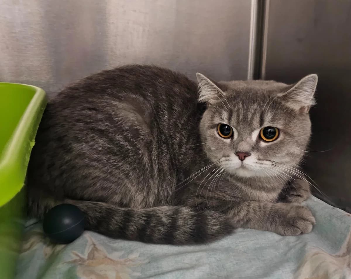 Isla, female young Scottish Fold for adoption at Tierheim Linz, Linz