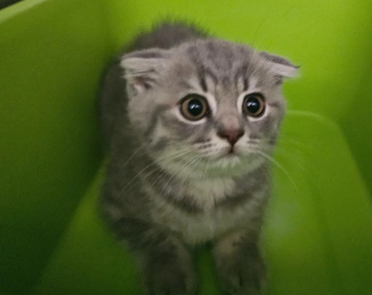 Finley, male puppy Scottish Fold for adoption at Tierheim Linz, Linz