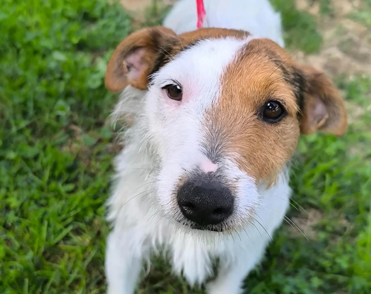 Aron, male young Jack Russell Terrier for adoption at Tierheim Linz, Linz