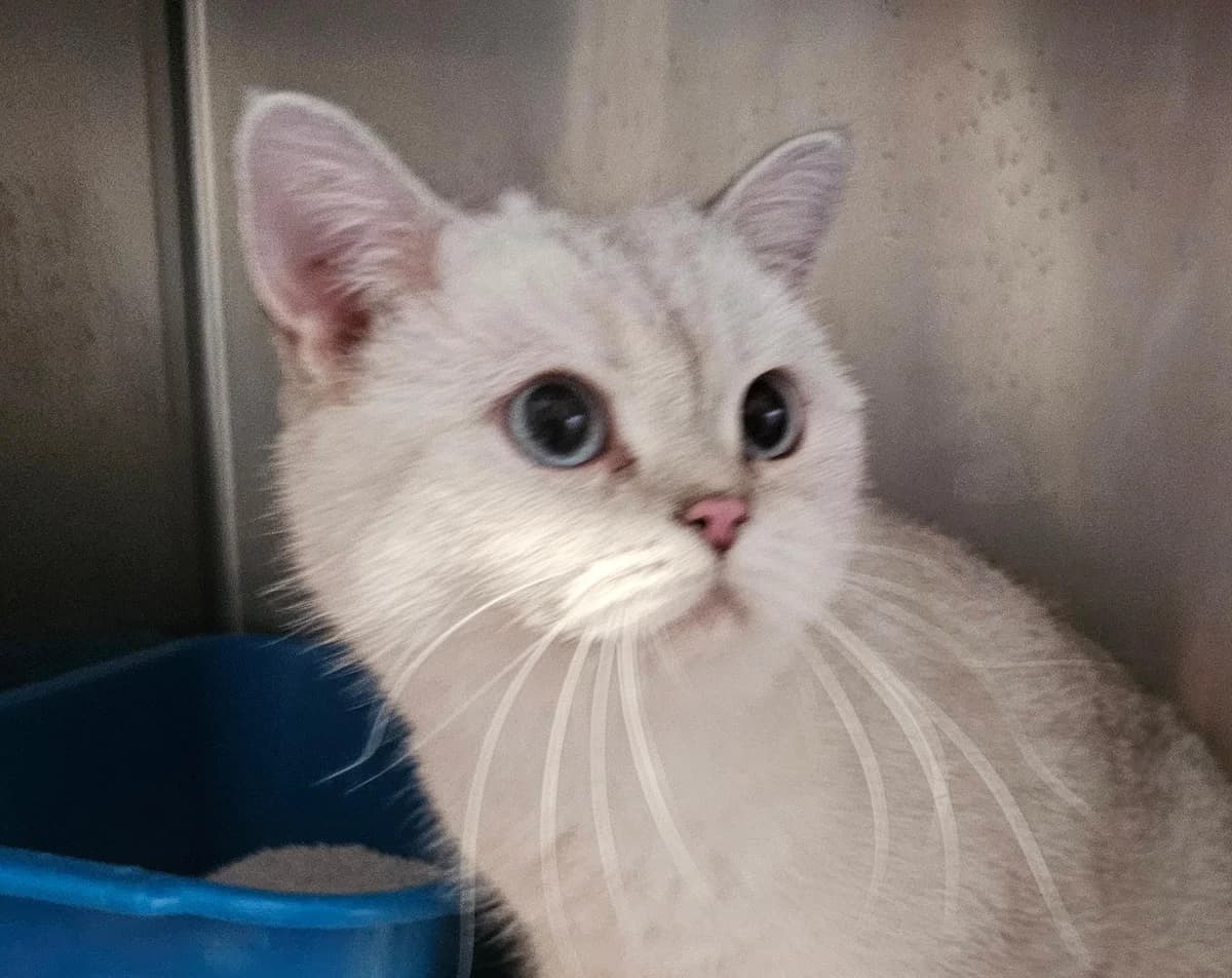 Baron von Schnurr, male 3yo British Shorthair for adoption at Tierheim Linz, Linz