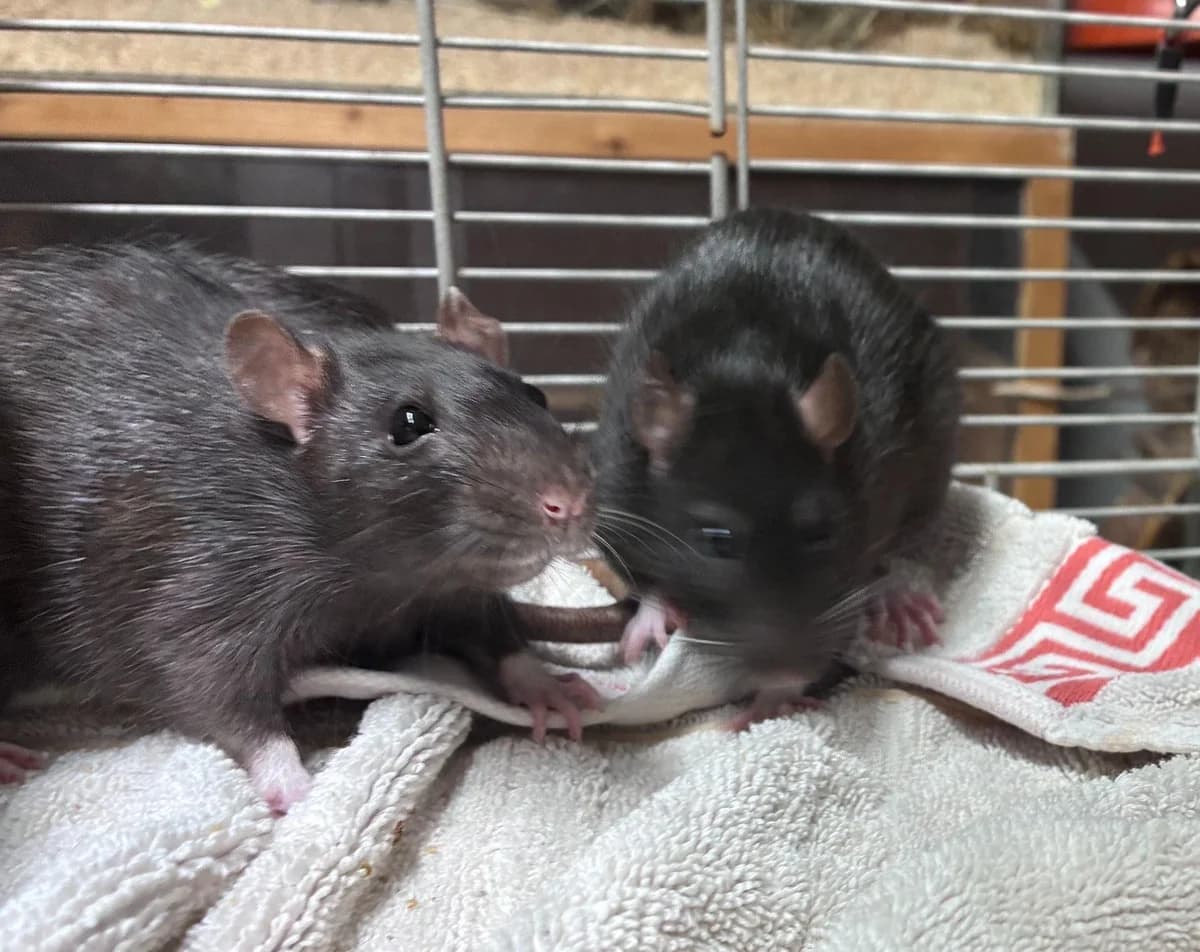 Nougat, female puppy mixed breed for adoption at Tierheim Linz, Linz