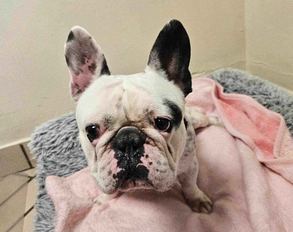 Aron, male 5yo French Bulldog for adoption at Tierheim Linz, Linz